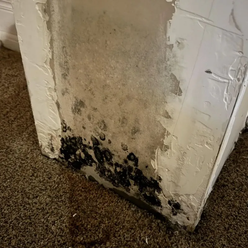 Professional Mold Removal in Plymouth, OH
